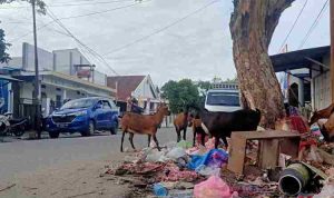 Kambing Berrebut Sampah Ditengah Kota Sanana, Kota Peraih Adipura Tak Terurus