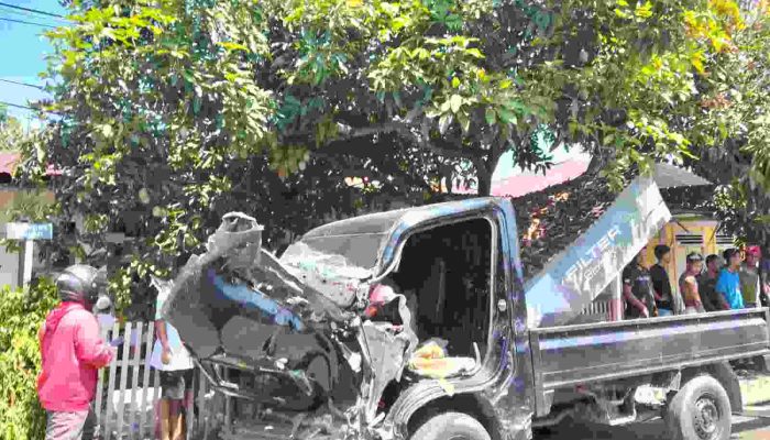 Diduga dikejar,  Sopir Pic Up di Sula Tabrak Pohon Hingga Tumbang