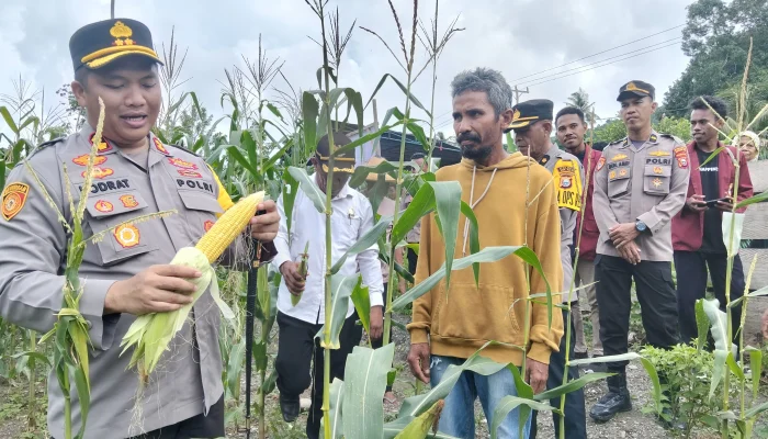 Sukses Dukung Kelompok Tani, Kapolres Sula Panen Jagung di Desa Waiman