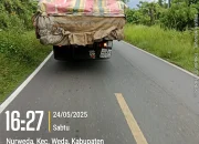 Diduga Penebangan dan Pendistribusian Kayu Ilegal di  Desa Maffa Halsel Berjalan Lancar, “Penegak Hukum Dimana…?”