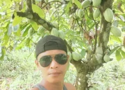 Harga Bagus, Petani Kakao di Taliabu Minta Pemerintah Selalu Kontrol Harga Agar Tidak Turun