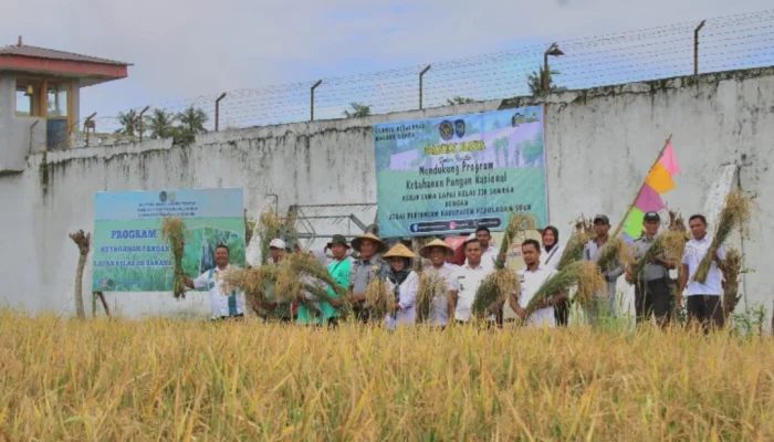 Berhasil Tanam Padi, WBP dan Pegawai Lapas II-B Sanana Siap Dukung Program Ketahanan Pangan Nasional
