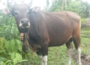 Pemda Halteng Akan Salurkan 54 Sapi Kurban ke Seluruh Desa Muslim