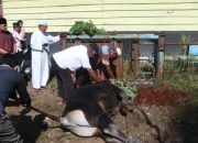 Qurbankan 9 Ekor Sapi, Polres Halteng Salurkan 300 Paket Daging untuk Warga Sekitar