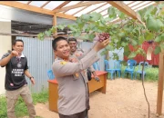Panen Anggur, Kapolres Sula Buktikan Anggur Bisa  Ditanam di Tanah Sula