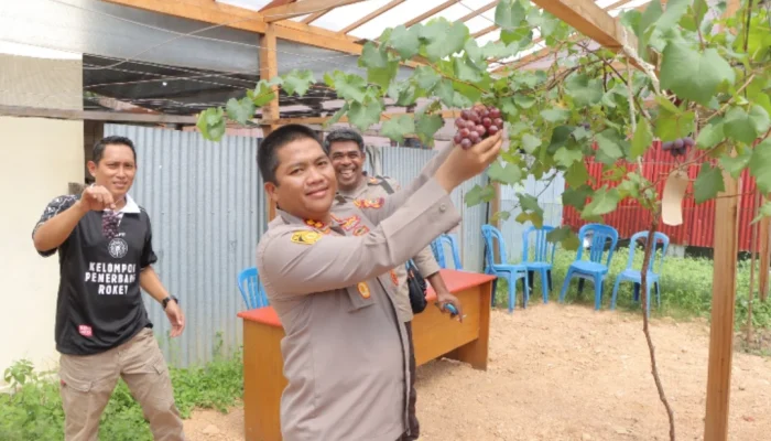 Panen Anggur, Kapolres Sula Buktikan Anggur Bisa  Ditanam di Tanah Sula