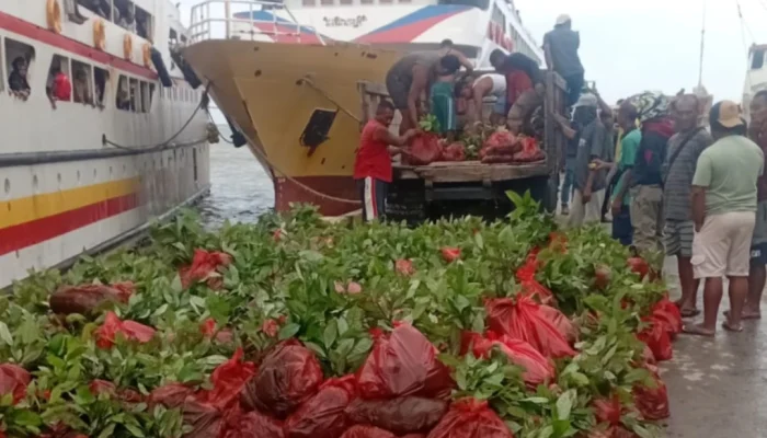 Beri Bantuan Bibit Produktif Gratis Lewat Program Aspirasi, UPTD KPH Kepsul Apresiasi Alien Mus