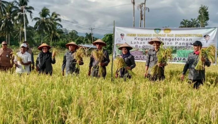 Bupati Sula dan Wabup Gelar Panen Perdana Jagung dan Padi Bersama KT Jaya Agro Wisata