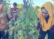 Kegiatan LP2B di Kepsul Berhasil, Bupati dan Wabup Panen Tomat Bersama KT Wai Balanda