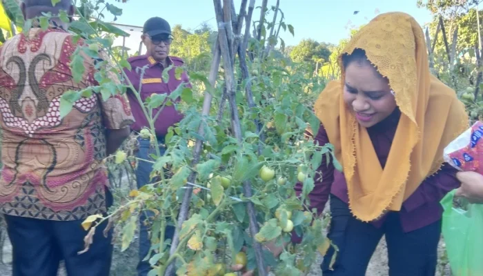 Kegiatan LP2B di Kepsul Berhasil, Bupati dan Wabup Panen Tomat Bersama KT Wai Balanda