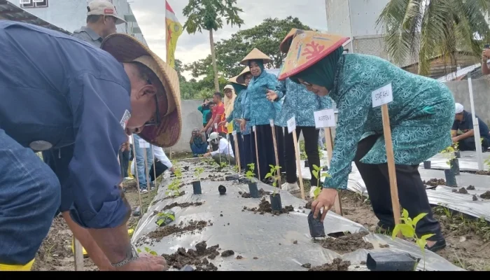 Bangun Ketahanan Pangan, TP PKK Sula Gelar Gertam Serentak Se-Provinsi Malut