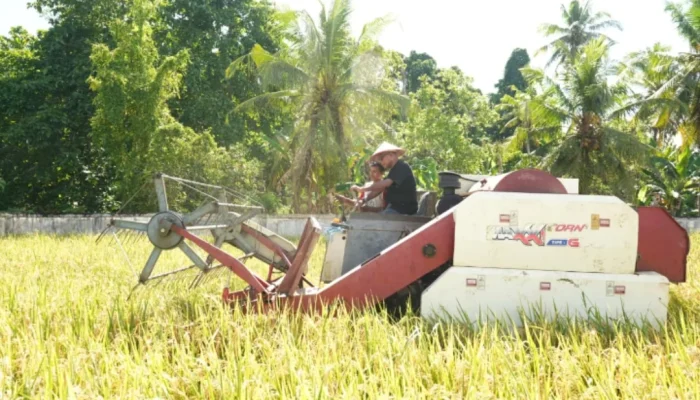 Penyuluh Pertanian Sukses, Wabup Diundang KT Karya Subur Panen Padi